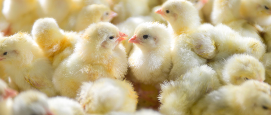 养殖业有害气体危害及综合治理方案